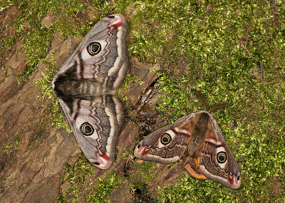 68.001BF 1643 Emperor Moth Saturnia pavonia