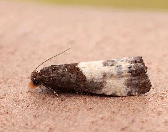 49.292 BF1174 Notocelia cynosbatella