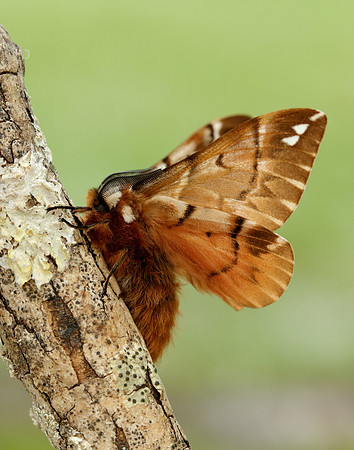 67.001 BF1644 Kentish Glory Endromis versicolora
