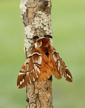67.001 BF1644 Kentish Glory Endromis versicolora