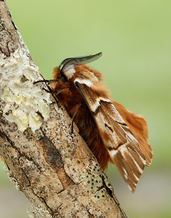 67.001 BF1644 Kentish Glory Endromis versicolora