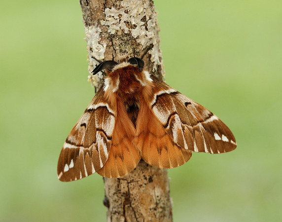 67.001 BF1644 Kentish Glory Endromis versicolora