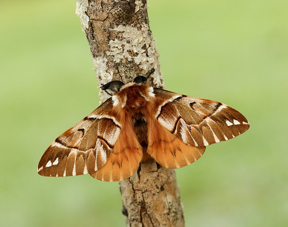 67.001 BF1644 Kentish Glory Endromis versicolora
