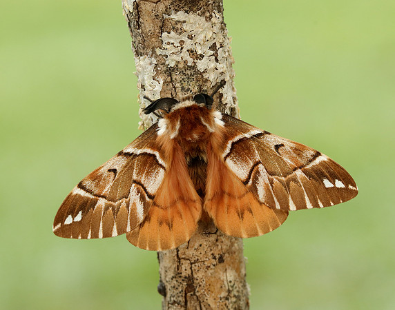 67.001 BF1644 Kentish Glory Endromis versicolora