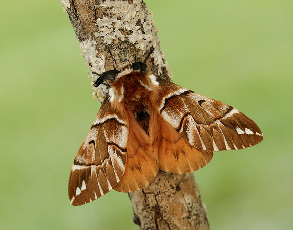 67.001 BF1644 Kentish Glory Endromis versicolora
