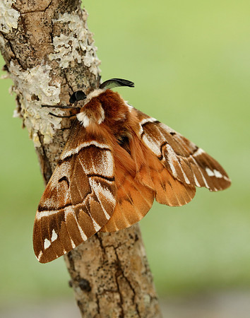 67.001 BF1644 Kentish Glory Endromis versicolora