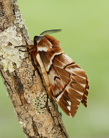 67.001 BF1644 Kentish Glory Endromis versicolora