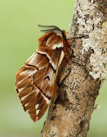 67.001 BF1644 Kentish Glory Endromis versicolora