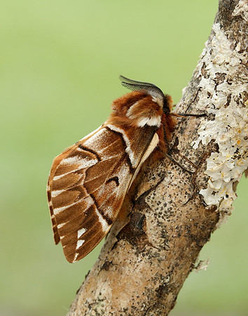 67.001 BF1644 Kentish Glory Endromis versicolora