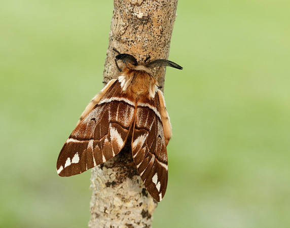 67.001 BF1644 Kentish Glory Endromis versicolora
