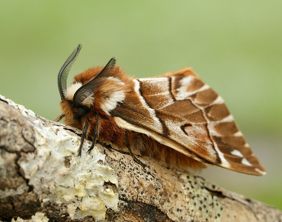 67.001 BF1644 Kentish Glory Endromis versicolora