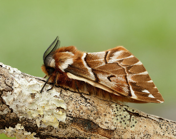 67.001 BF1644 Kentish Glory Endromis versicolora