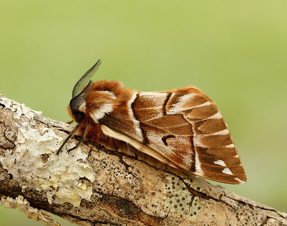 67.001 BF1644 Kentish Glory Endromis versicolora