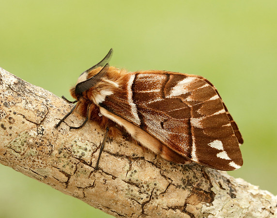 67.001 BF1644 Kentish Glory Endromis versicolora