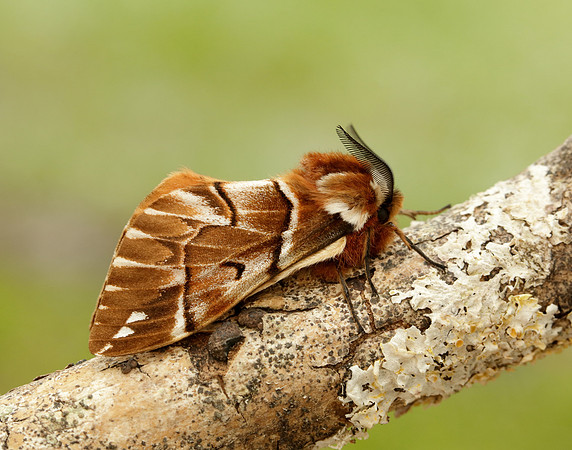 67.001 BF1644 Kentish Glory Endromis versicolora