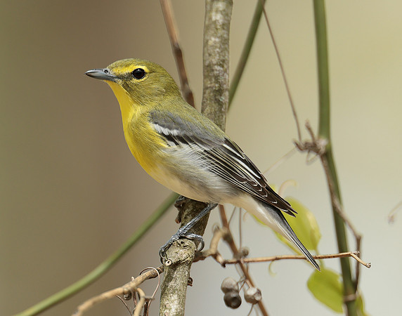 Yellow-throated Vireo Vireo flavifrons