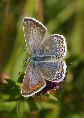 Common Blue Polyommatus icarus