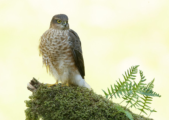 Sparrowhawk Accipiter nisus