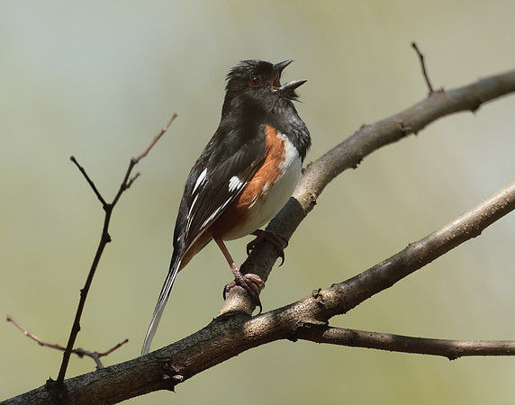 Eastern Towhee Pipilo erythrophthalmus