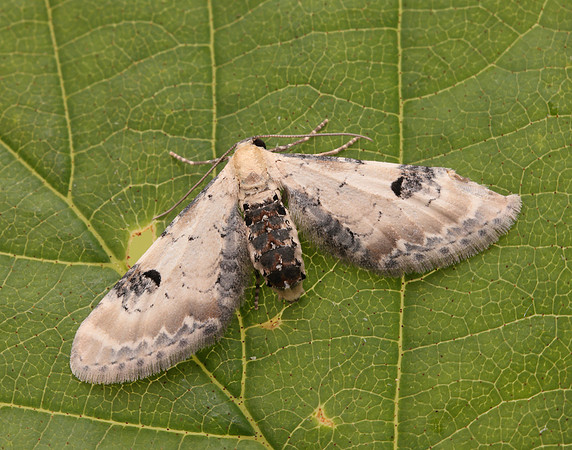 70.173 BF1825 Lime-speck Pug Eupithecia centaureata