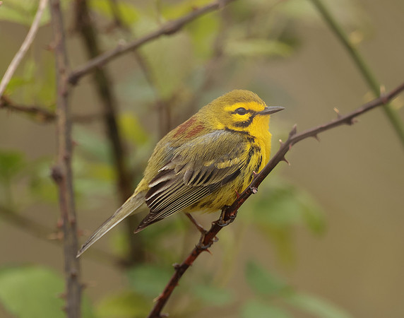 Prairie Warbler Setophaga discolor