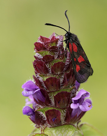 54.007 BF168 New Forest Burnet Zygaena viciae