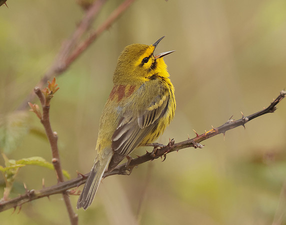 Prairie Warbler Setophaga discolor