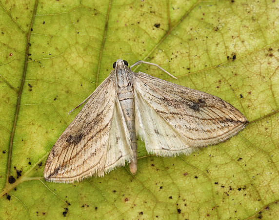 63.057 BF1356 Garden Pebble Evergestis forficalis