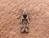 35.151 BF770 Carpatolechia proximella