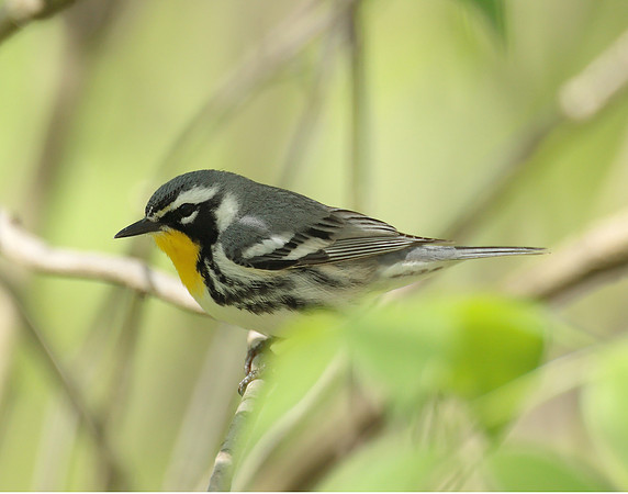 Yellow-throated Warbler  Setophaga dominica
