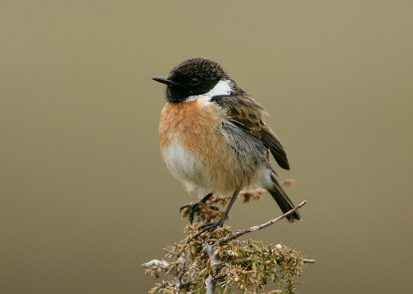 Stonechat Saxicola torquatus