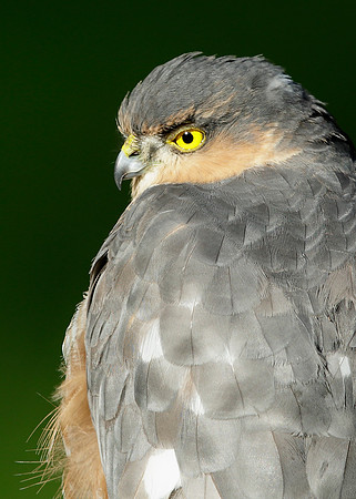 Sparrowhawk Accipiter nisus