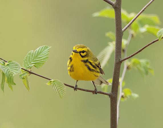 Prairie Warbler Setophaga discolor