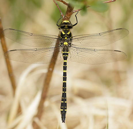 Golden-ringed Dragonfly Cordulegaster boltonii