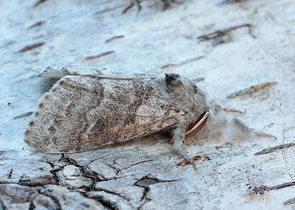 72.015 BF2028 Pale Tussock Calliteara pudibunda