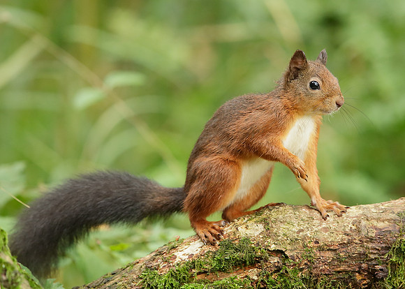 Red Squirrel Sciurus vulgaris