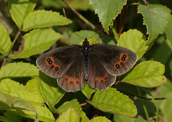 Scotch Argus Erebia aethiops