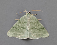 70.297 BF1665 Grass Emerald Pseudoterpna pruinata