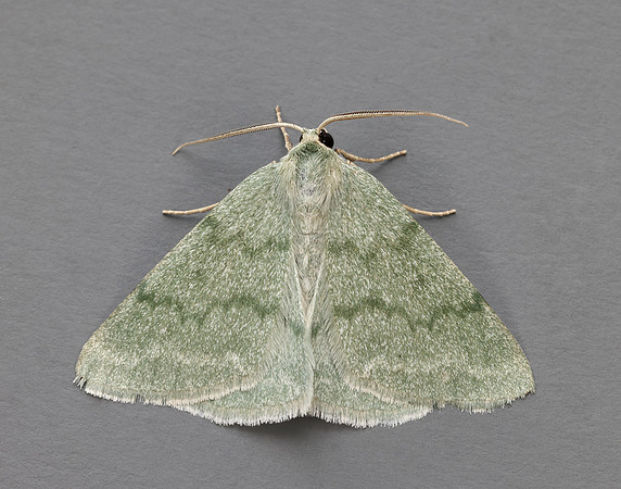 70.297 BF1665 Grass Emerald Pseudoterpna pruinata