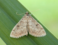 63.020 BF1380 Anania perlucidalis