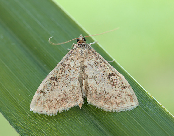 63.020 BF1380 Anania perlucidalis