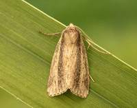 73.141 BF2371 Brown-veined Wainscot Archanara dissoluta