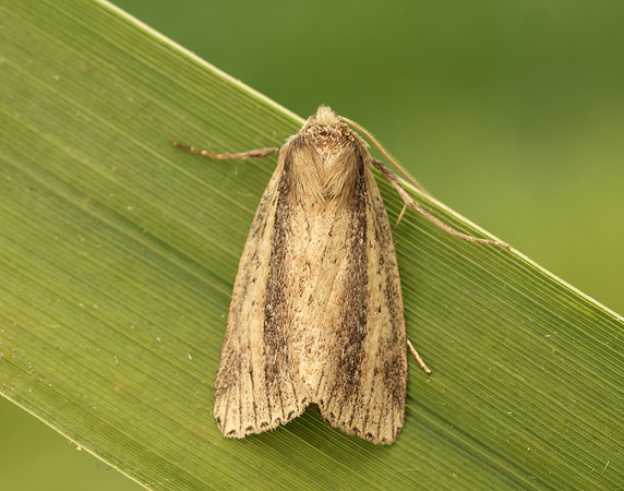 73.141 BF2371 Brown-veined Wainscot Archanara dissoluta