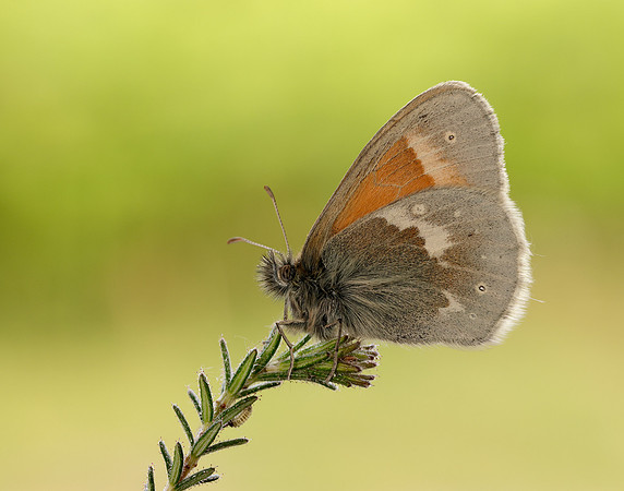 Large Heath scotica Coenonympha tullia scotica