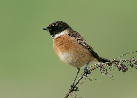 Stonechat Saxicola torquatus