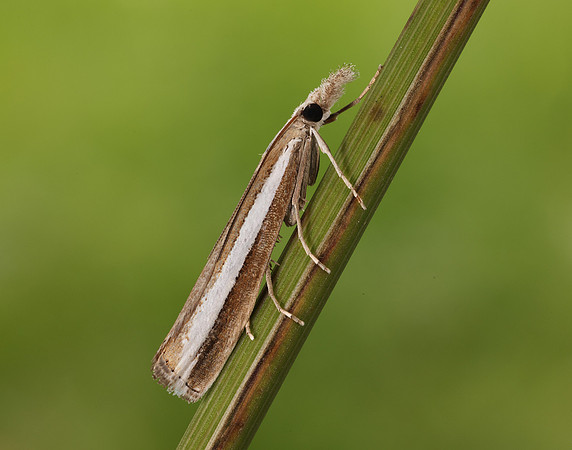 63.091 BF1307 Agriphila latistria