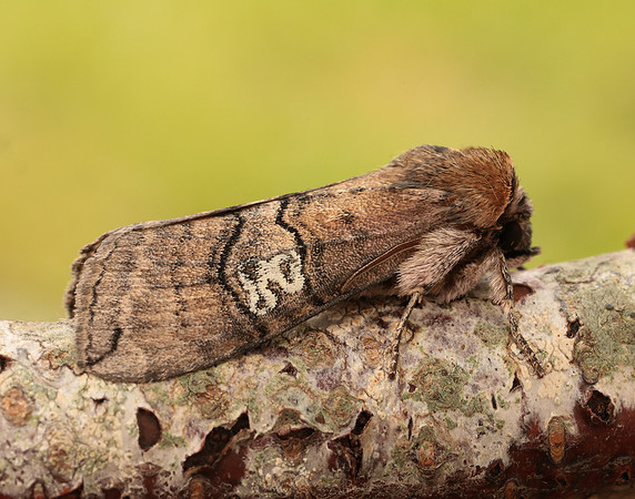 65.010 BF1654 Figure of Eighty Tethea ocularis