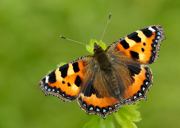 Small Tortoiseshell Aglais urticae