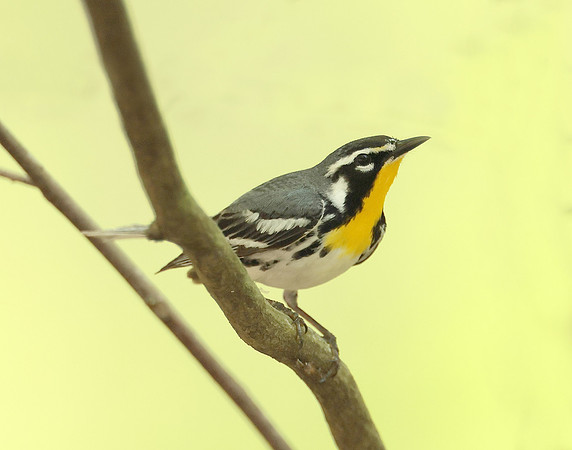 Yellow-throated Warbler  Setophaga dominica