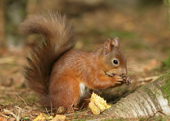 Red Squirrel Sciurus vulgaris